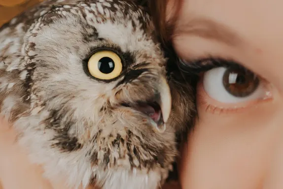 Kazino Royal Winner Atbalsts